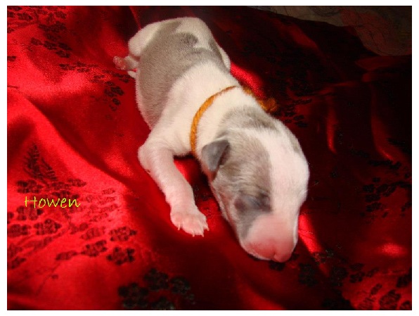 Chiot Whippets Howen_10