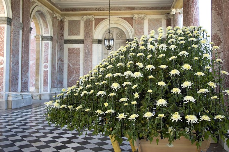 Versailles expose des chrysanthèmes japonais en 2014 Japon210