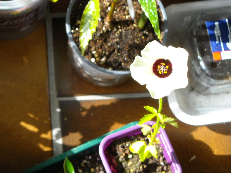 petite plante d'hibiscus trionum Hibisc10