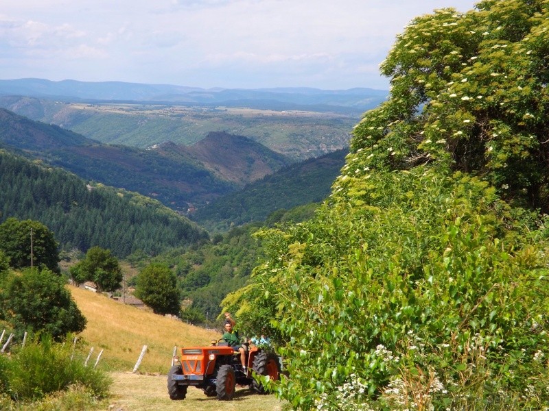 Petite ballade autour de chez moi (Mt Lozère) Photo_21