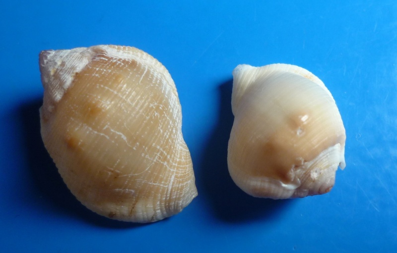 Aspa marginata - (Gmelin, 1791) Bufona30