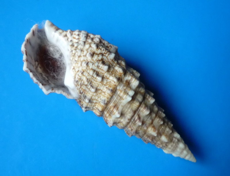 Cerithium vulgatum Bruguière, 1792 Cerith11