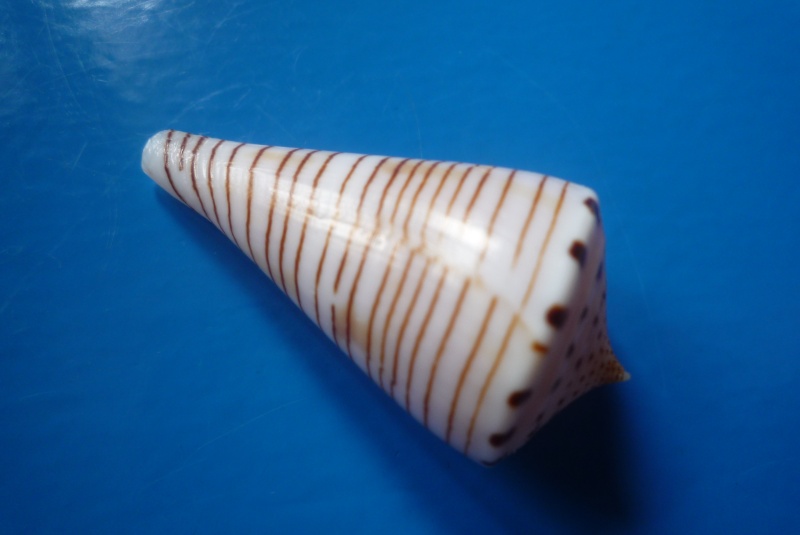 Conus (Klemaeconus) hirasei   Kuroda, 1956 Hirase10