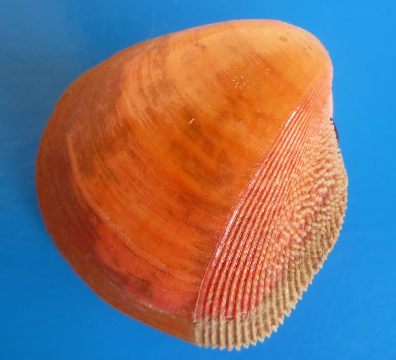 Cardiidae (Nom temporaire) Nemocardium bechei (Reeve, 1847)  Nemoca10