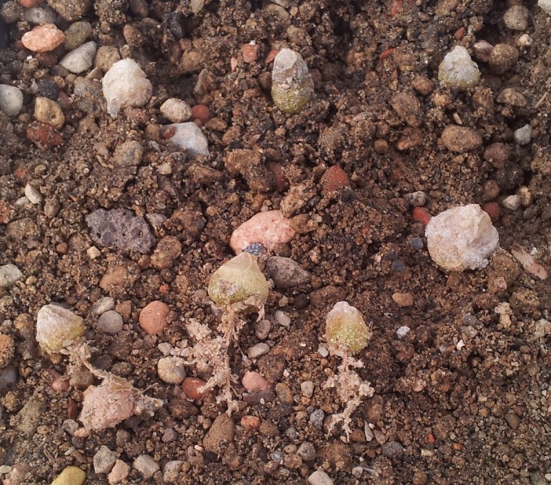 Conophytum - es tut sich was! 20140710