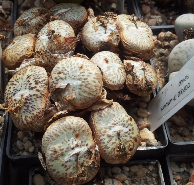 Conophytum - es tut sich was! - Seite 2 20140719