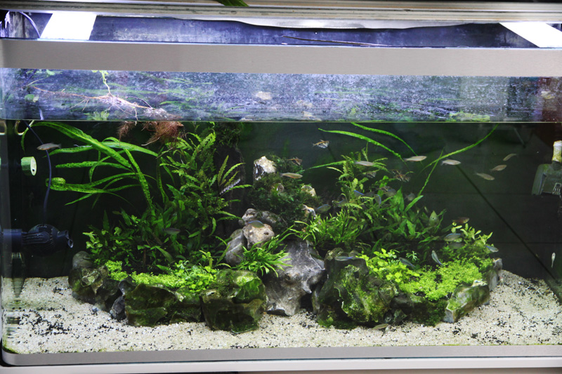Mur végétal avec aquarium de 320L ---> Paludarium - Page 7 Img_1012