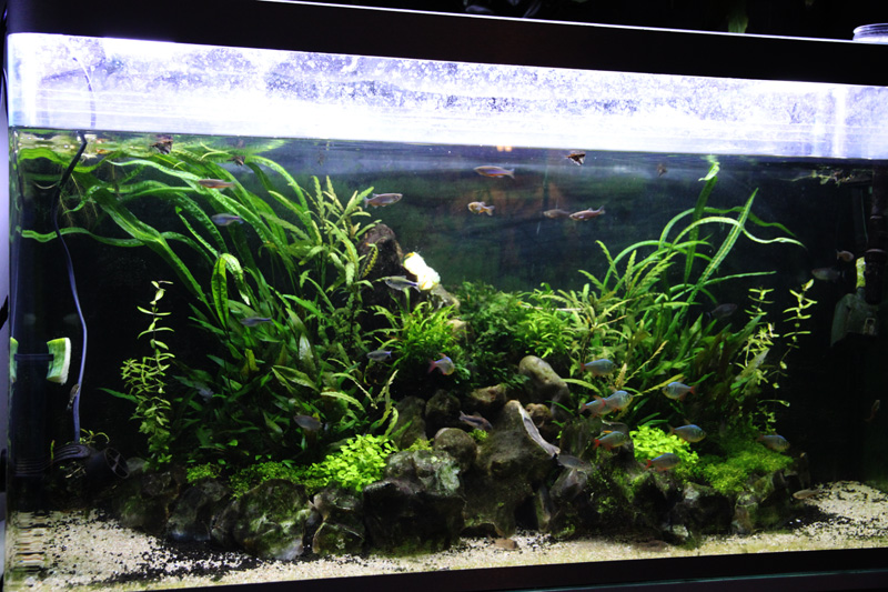 Mur végétal avec aquarium de 320L ---> Paludarium - Page 7 Img_1210
