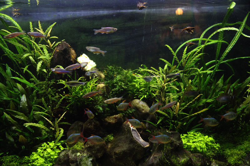 Mur végétal avec aquarium de 320L ---> Paludarium - Page 7 Img_1212