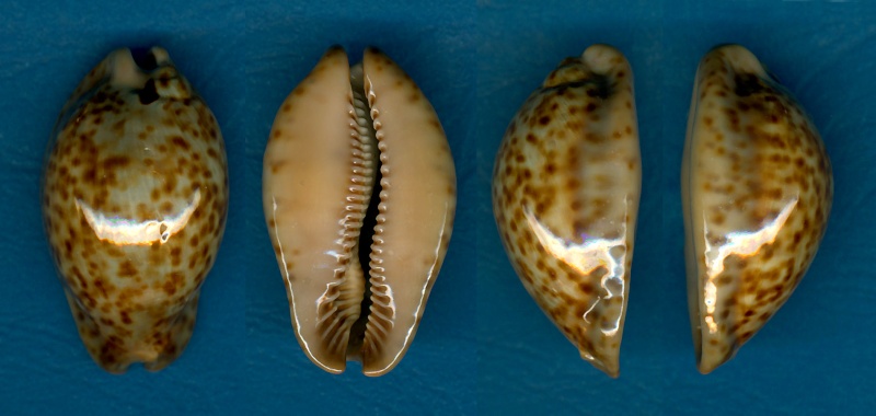 Trona stercoraria stercoraria - (Linnaeus, 1758) - Naines Sterco30