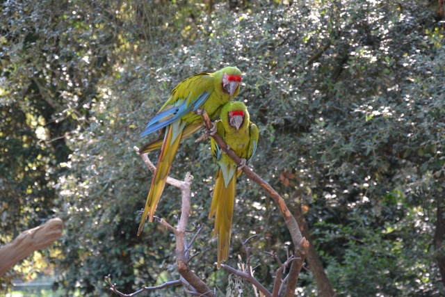 zoo de la Palmyre  Dsc_0917