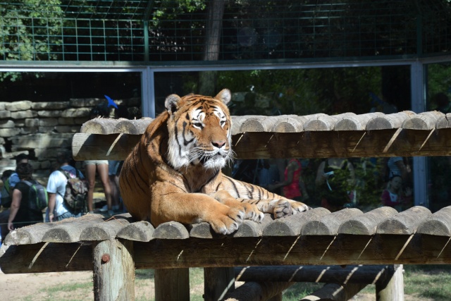 zoo de la Palmyre  Dsc_0920