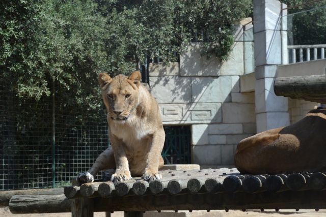 zoo de la Palmyre  Dsc_1111