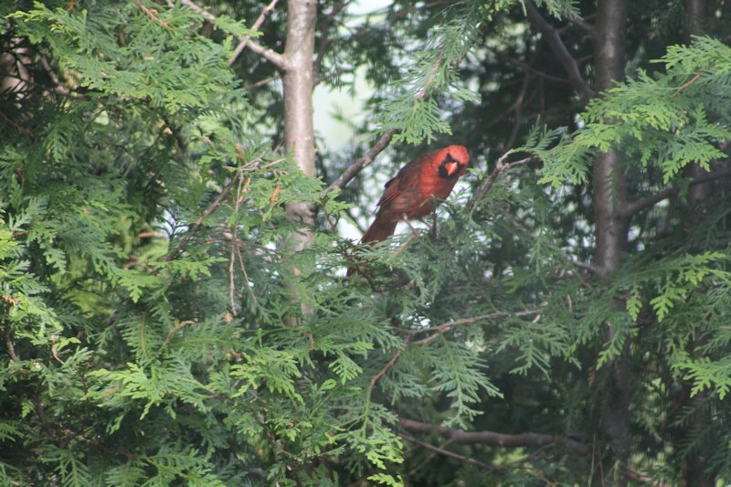 Cardinal timide Cardin10