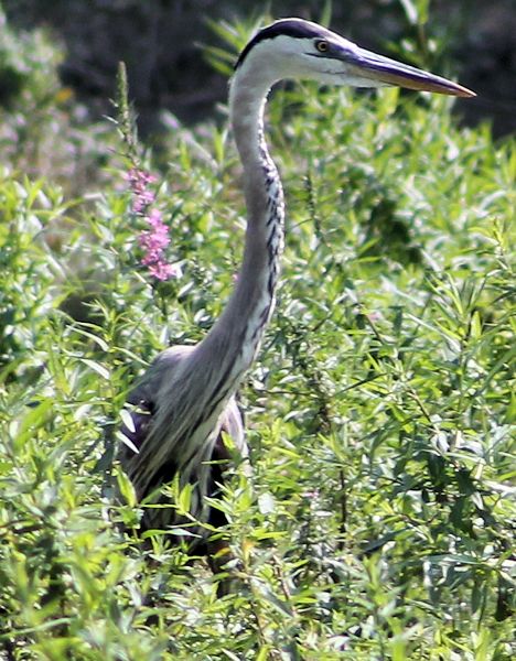 Grand héron-fleur Heron_11