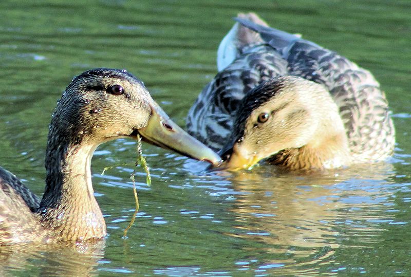 Moments intimes avec les canards noirs Img_2414