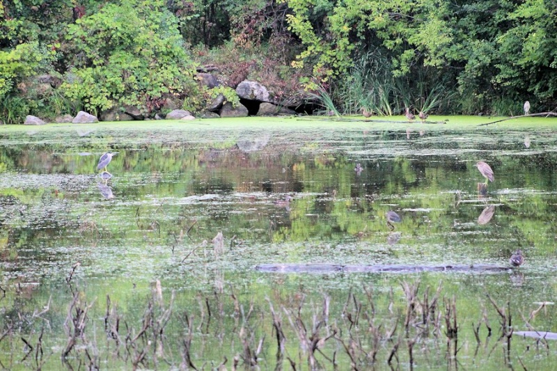 Dans un marais, de beaux oiseaux il y avait... Img_3118