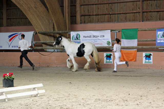 Photos du National IC 2014, Modèles et Allures 06210