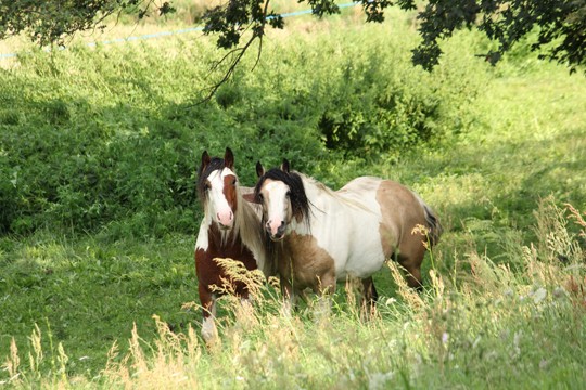 Duo d'étalons: Urioso et Céol 503910