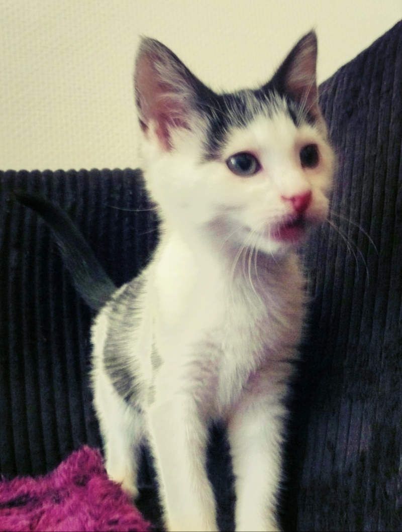 JONQUILLE, chaton femelle noire et blanche, 2 mois P1070812