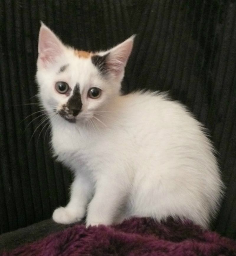 JERSEY, chaton femelle tricolore, 6 mois  P1070912