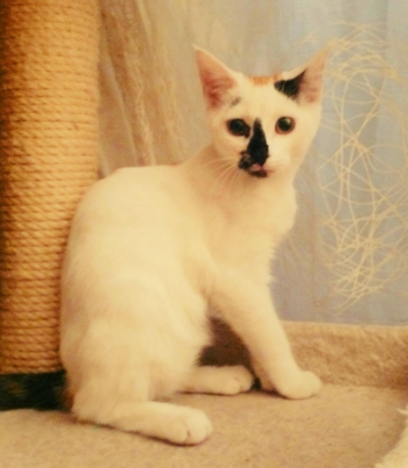 JERSEY, chaton femelle tricolore, 6 mois  P1080410