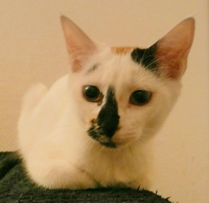 JERSEY, chaton femelle tricolore, 6 mois  P1080513