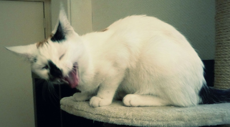 JERSEY, chaton femelle tricolore, 6 mois  P1090110