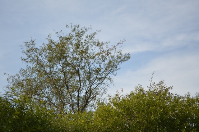 El vinal (Prosopis ruscifolia)-Flora del Dto Figueroa. Dsc_0011