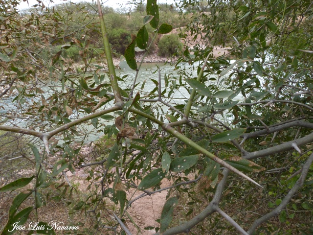 El vinal (Prosopis ruscifolia)-Flora del Dto Figueroa. P1200811
