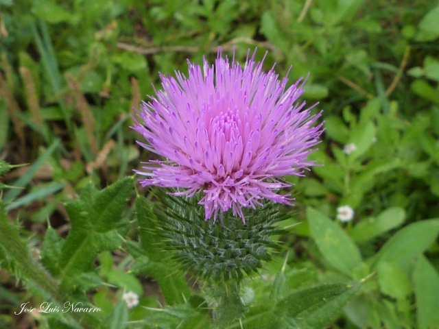 Cardo Mariano (Silybum marianum) P1220310