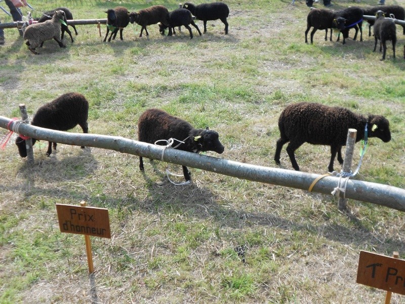 ouessant - Concours du mouton d'Ouessant 2014 13_sep17