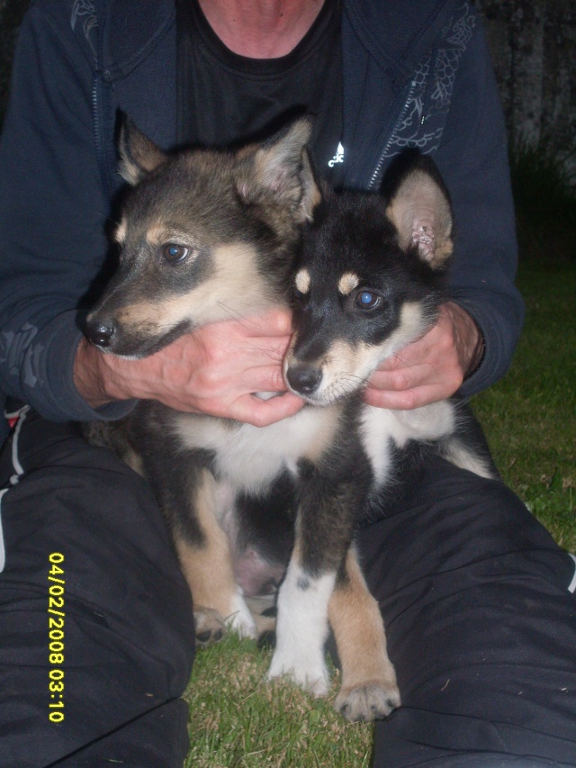 Josh mâle x malamute ok chiens chats enfants, né le 05 mai 2014 ASSO59  ADOPTE Sdc10024