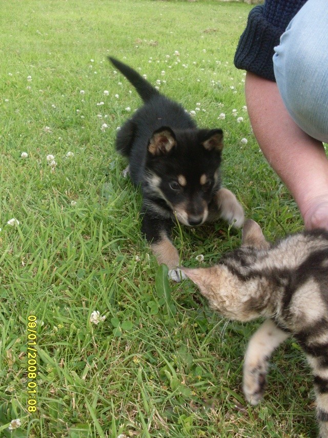 Johny - croisé malamute - né le 05 mai 2014 ASSO59  ADOPTE Sdc12414