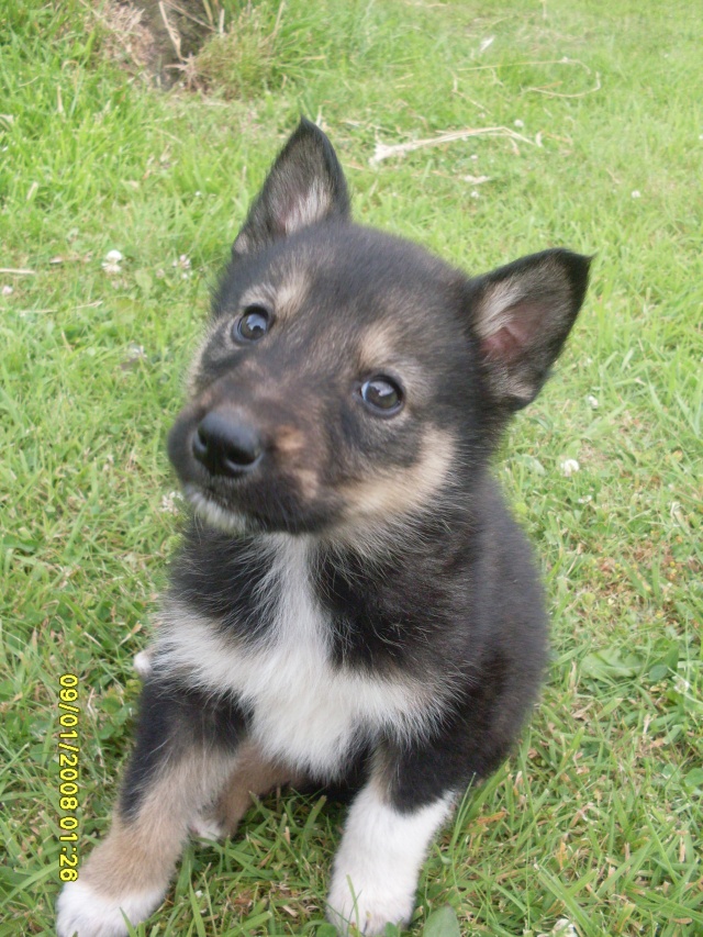 Josh mâle x malamute ok chiens chats enfants, né le 05 mai 2014 ASSO59 ADOPTE Sdc12418
