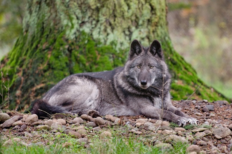 Loup du jour - Page 8 357110