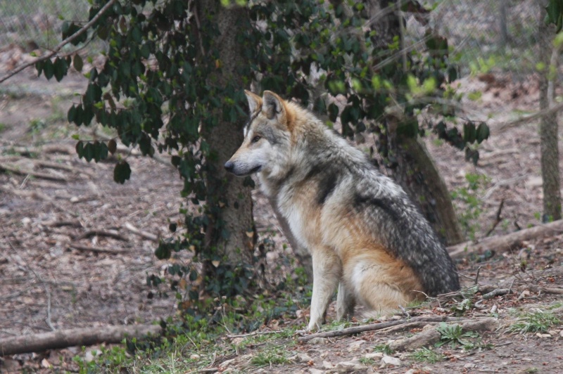 Loup du jour - Page 11 363210