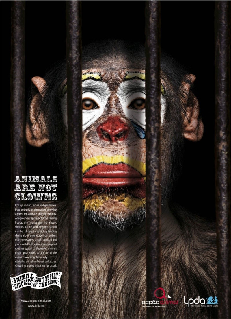 campagne pour la protection animale - Page 2 Les_an10