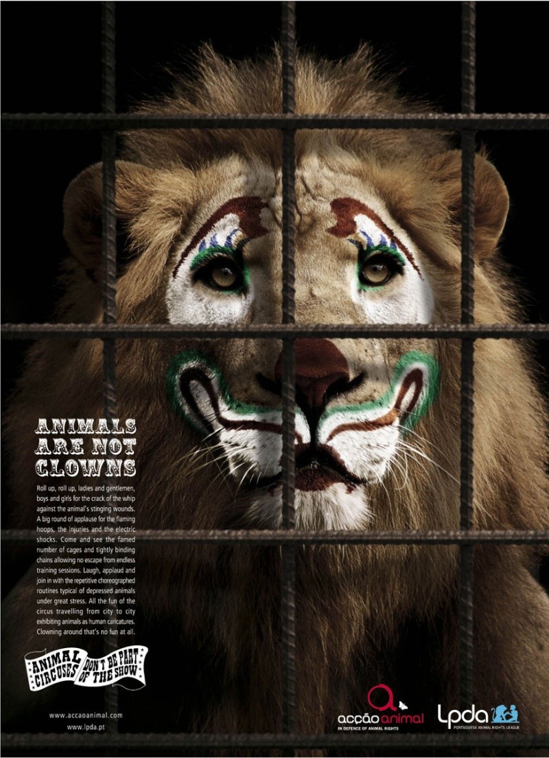 campagne pour la protection animale - Page 2 Les_an11