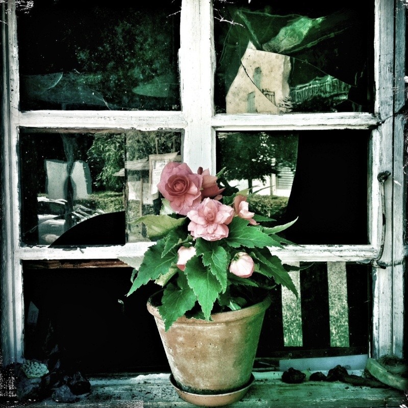 Les fleurs abandonnées Photo_17
