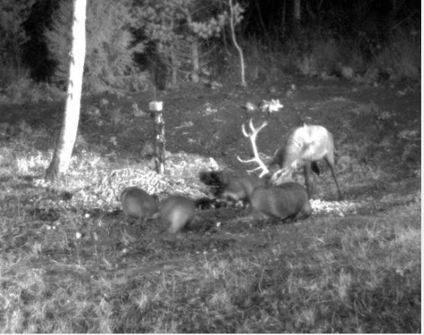 Wildtier-Livecams - Seite 3 Hirsch10