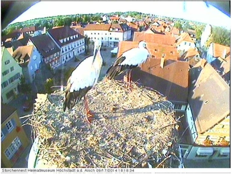 Wildtier-Livecams Storch12