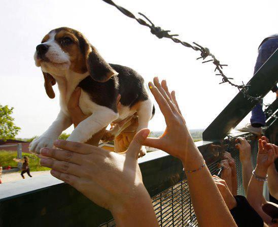 SOUTIEN D'URGENCE POUR PAYER LES FRAIS VETERINAIRE ET LES FRAIS DE LA KANGOO Harlan10