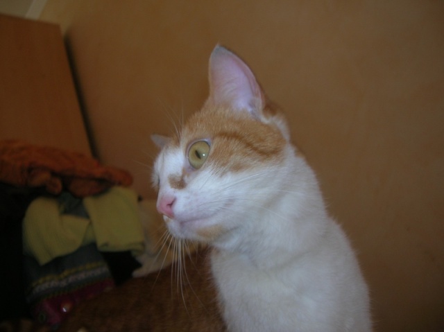 FAOU, chat mâle blanc et roux né 01/2011 (BDS-35) Dscn6010