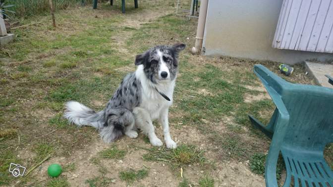  Ilyos Border Collie non LOF 18 mois dep 13/30 52340111