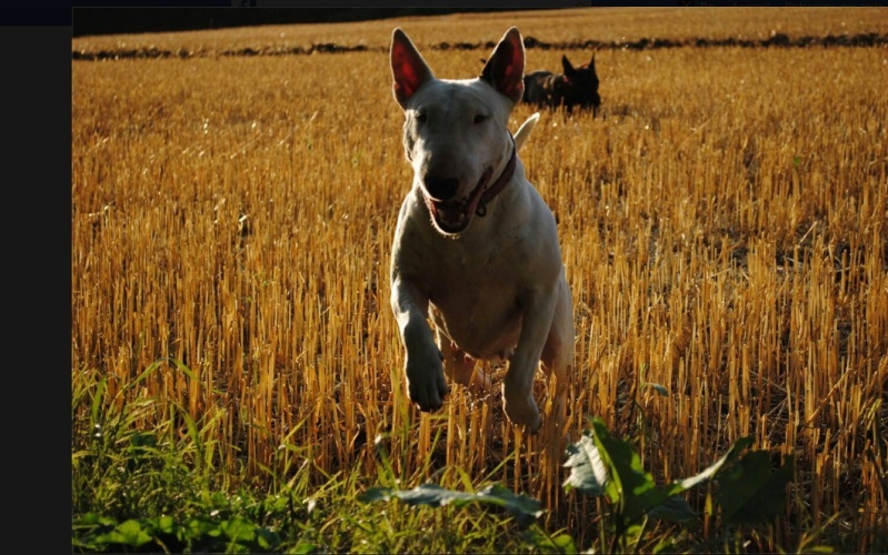 On nous montre souvent les gens qui tuent les animaux  Captur91