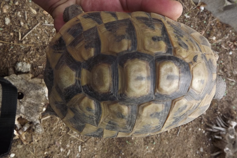 Demande de ré-identification des 2 tortues ? Dscf5035