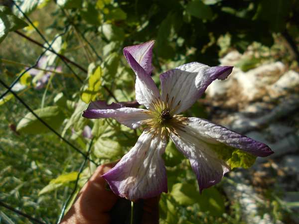 On se la joue Clematis les filles ??? - Page 13 Clemam10