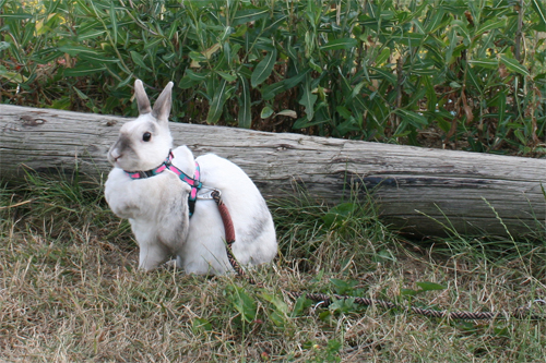 Harnais pour lapin - conseils Calaha10