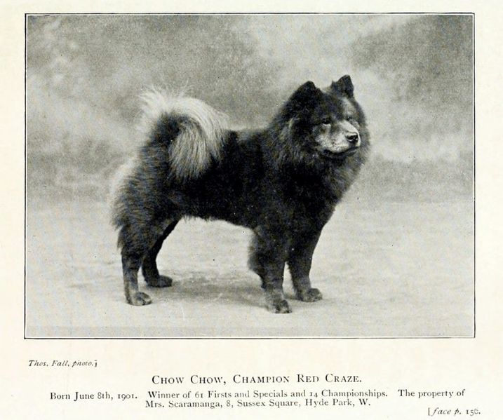 Le Chow-Chow Oldcho10